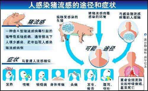 猪流感症状首发报道及其广泛影响
